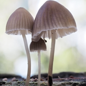 Mycena sp. ‘grey or grey-brown caps’ at Cotter River, ACT - 28 Apr 2017