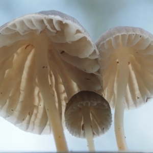 Mycena sp. ‘grey or grey-brown caps’ at Cotter River, ACT - 28 Apr 2017