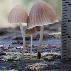 Mycena sp. ‘grey or grey-brown caps’ at Cotter River, ACT - 28 Apr 2017