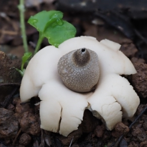 Geastrum sp. at Cotter River, ACT - 28 Apr 2017 10:10 AM