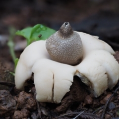 Geastrum sp. at Cotter River, ACT - 28 Apr 2017 10:10 AM