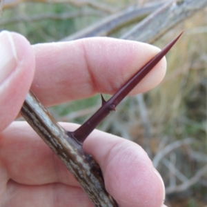 Gleditsia triacanthos at Molonglo River Reserve - 7 May 2017