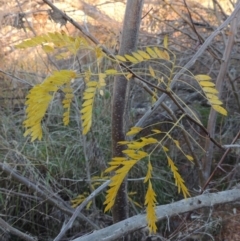 Gleditsia triacanthos at Molonglo River Reserve - 7 May 2017 06:12 PM