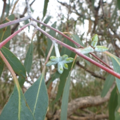 Eucalyptus nortonii (Mealy Bundy) at Hall, ACT - 6 May 2017 by JanetRussell