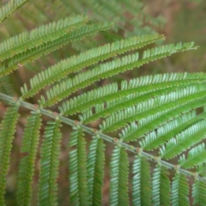 Acacia mearnsii at Hall, ACT - 6 May 2017