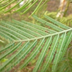 Acacia mearnsii at Hall, ACT - 6 May 2017