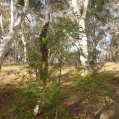 Acacia mearnsii at Hall, ACT - 6 May 2017