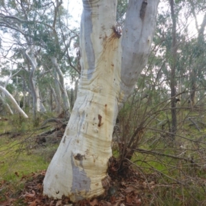 Eucalyptus rossii at Hall, ACT - 6 May 2017 03:06 PM