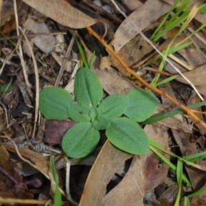 Pterostylis sp. at Hall, ACT - 6 May 2017