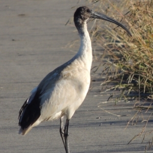 Threskiornis molucca at Coombs, ACT - 7 May 2017