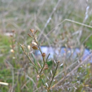 Lepidium ginninderrense at Franklin, ACT - suppressed