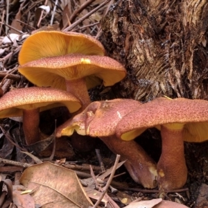 Tricholomopsis rutilans complex at Acton, ACT - 21 Apr 2017