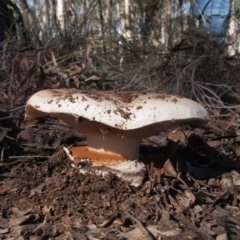 Austrocortinarius australiensis at Aranda Bushland - 7 May 2017 by Heino