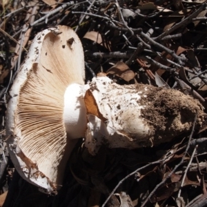 Austrocortinarius australiensis at Aranda, ACT - 7 May 2017