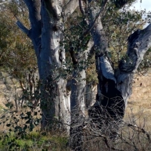 Petroica boodang at Molonglo River Reserve - 8 May 2017 01:29 PM