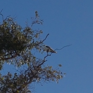 Elanus axillaris at Coombs, ACT - 8 May 2017