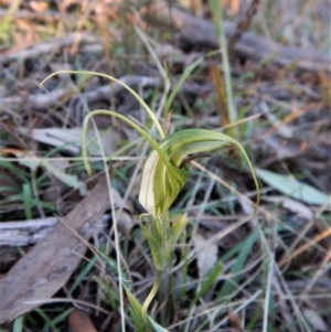 Diplodium laxum at Belconnen, ACT - 6 May 2017