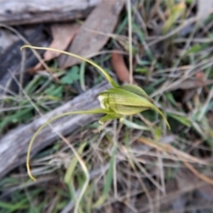 Diplodium laxum at Belconnen, ACT - 6 May 2017