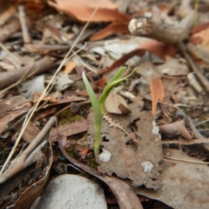 Diplodium truncatum at Cook, ACT - suppressed