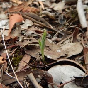 Diplodium truncatum at Cook, ACT - suppressed