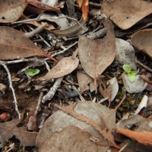 Diplodium truncatum at Cook, ACT - suppressed