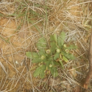 Solenogyne dominii at Braddon, ACT - 8 May 2017