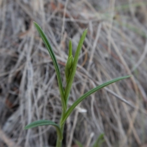 Bunochilus umbrinus (ACT) = Pterostylis umbrina (NSW) at suppressed - suppressed