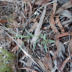 Bunochilus umbrinus at suppressed - 6 May 2017