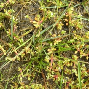 Montia fontana at Yass River, NSW - 22 Sep 2016