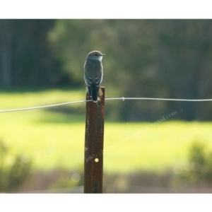 Microeca fascinans at Millingandi, NSW - 3 May 2017 02:18 AM