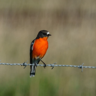 Petroica phoenicea (Flame Robin) at Hume, ACT - 8 May 2017 by CedricBear