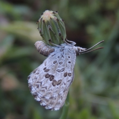 Lucia limbaria (Chequered Copper) at Conder, ACT - 2 Dec 2015 by michaelb