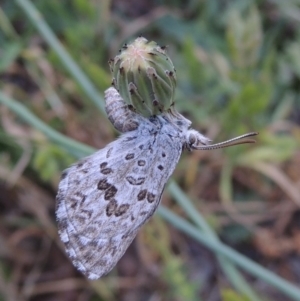 Lucia limbaria at Conder, ACT - 3 Dec 2015 08:16 AM