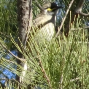 Caligavis chrysops at Greenway, ACT - 8 May 2017