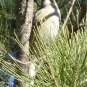 Caligavis chrysops at Greenway, ACT - 8 May 2017