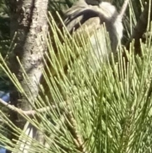 Caligavis chrysops at Greenway, ACT - 8 May 2017