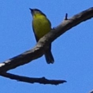 Eopsaltria australis at Greenway, ACT - 8 May 2017