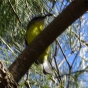 Eopsaltria australis at Greenway, ACT - 8 May 2017