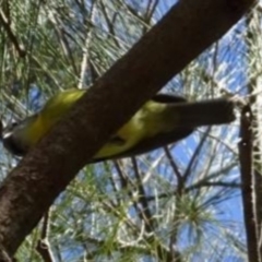 Eopsaltria australis at Greenway, ACT - 8 May 2017