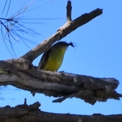 Eopsaltria australis at Greenway, ACT - 8 May 2017