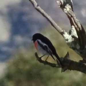 Petroica boodang at Greenway, ACT - 8 May 2017 06:21 PM