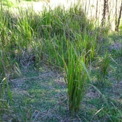 Imperata cylindrica (Blady Grass) at Greenway, ACT - 8 May 2017 by SteveC
