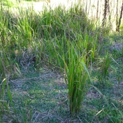 Imperata cylindrica (Blady Grass) at Bullen Range - 8 May 2017 by SteveC