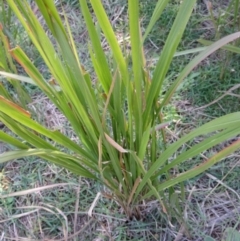 Imperata cylindrica at Greenway, ACT - 8 May 2017