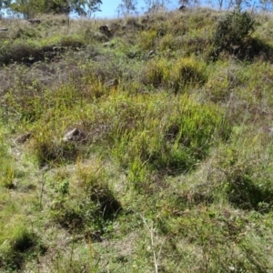 Imperata cylindrica at Greenway, ACT - 8 May 2017