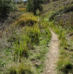 Imperata cylindrica at Greenway, ACT - 8 May 2017