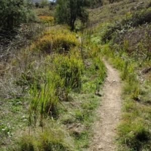 Imperata cylindrica at Greenway, ACT - 8 May 2017