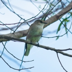 Microeca fascinans (Jacky Winter) at Millingandi, NSW - 12 Mar 2017 by JulesPhotographer