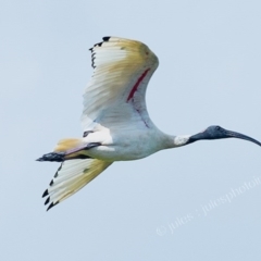 Threskiornis molucca (Australian White Ibis) at Millingandi, NSW - 17 Mar 2017 by JulesPhotographer