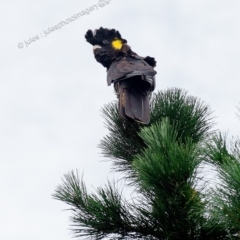 Zanda funerea (Yellow-tailed Black-Cockatoo) at Millingandi, NSW - 7 May 2017 by JulesPhotographer